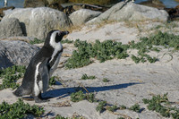 South African Penguins