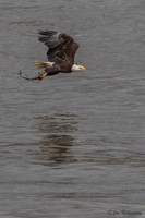 Conowingo Eagles