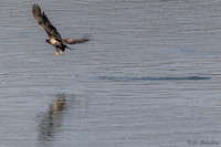 Conowingo Eagles