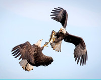 Wildlife