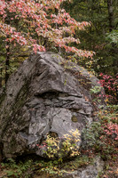 Great Smokey Mtns National Park