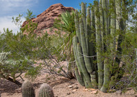 Plants & Flowers Sonoran Desert