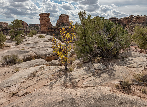 Canyonlands National Park Needles