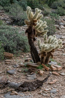 Apache Trail