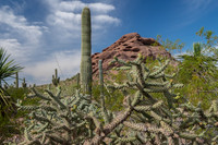 Arizona Sonaran Desert