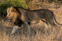South Africa-Kapama Game Park