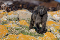 Cape of Good Hope