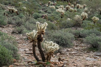 Apache Trail
