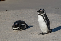 South African Penguins