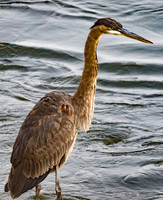 Brown Heron