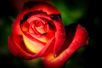 Roses