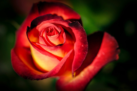 Roses