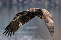 Conowingo Eagles