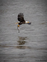 Conowingo Eagles