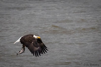 Conowingo Eagles