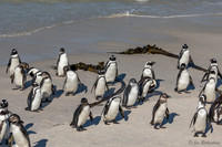 South African Penguins