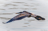 Blue Heron