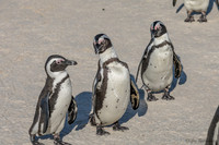 South African Penguins
