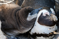 South African Penguins