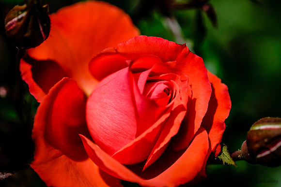 Roses