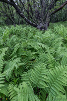 Dolly Sods WV