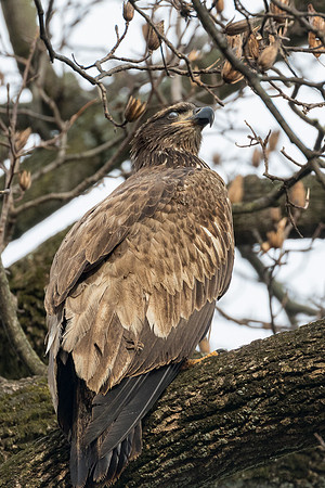 Conowingo Eagles