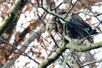 Conowingo Eagles