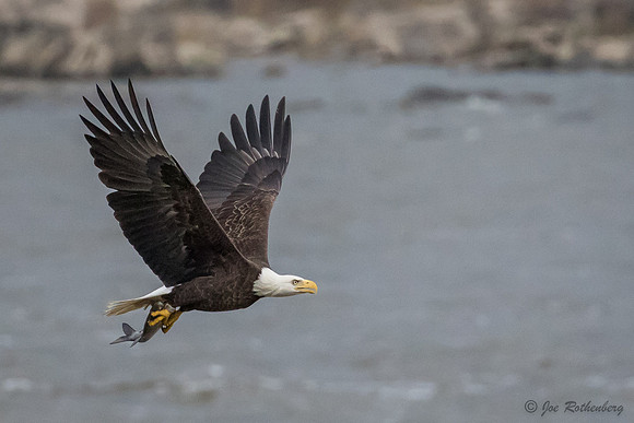 Conowingo Eagles