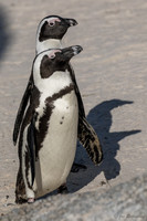 South African Penguins