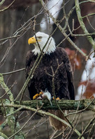 Conowingo Eagles