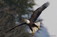Conowingo Eagles