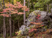 Great Smokey Mtns National Park