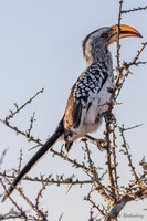 Conowingo Eagles